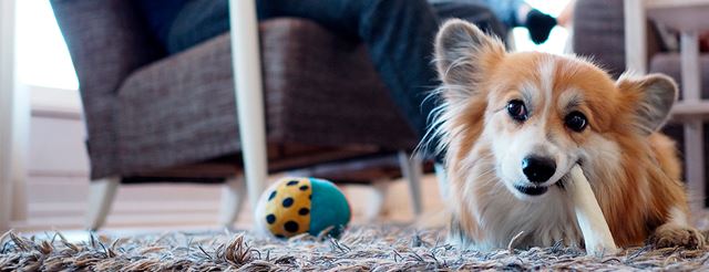 Kyöstin kanssa reissussa  – Holiday Clubin kohteet hemmottelevat niin koiraa kuin omistajaakin