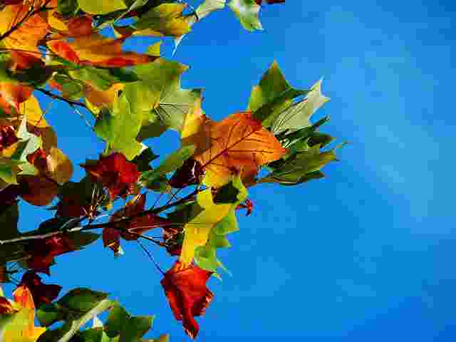 autumn-974882_1280.jpg