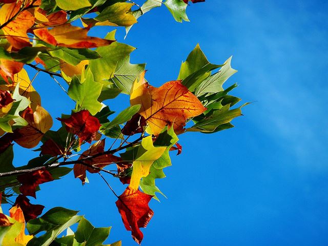 autumn-974882_1280.jpg