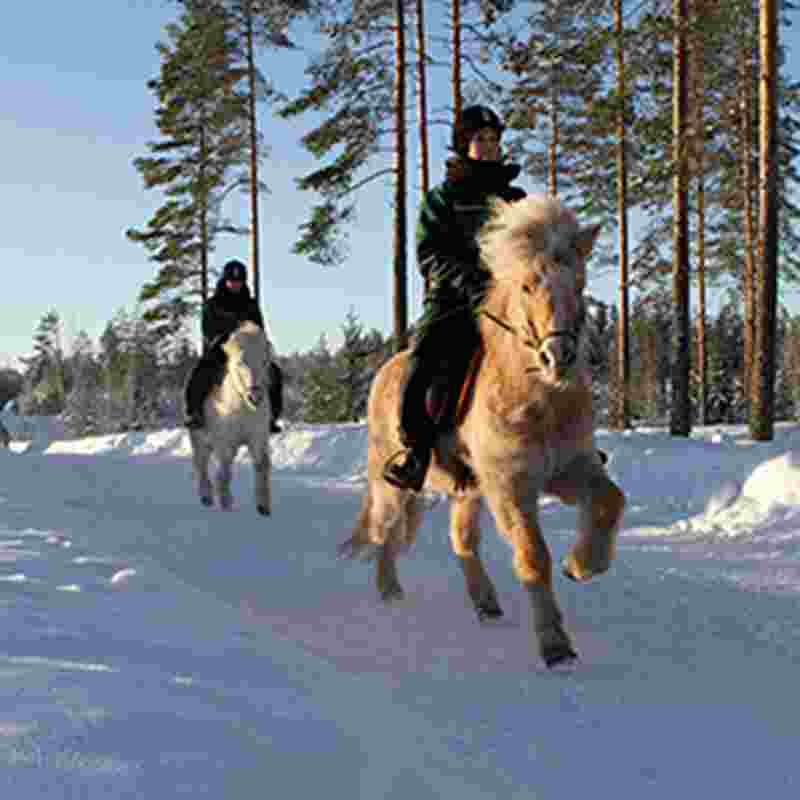 vierumaki-recreation-fiilis-horses.jpg