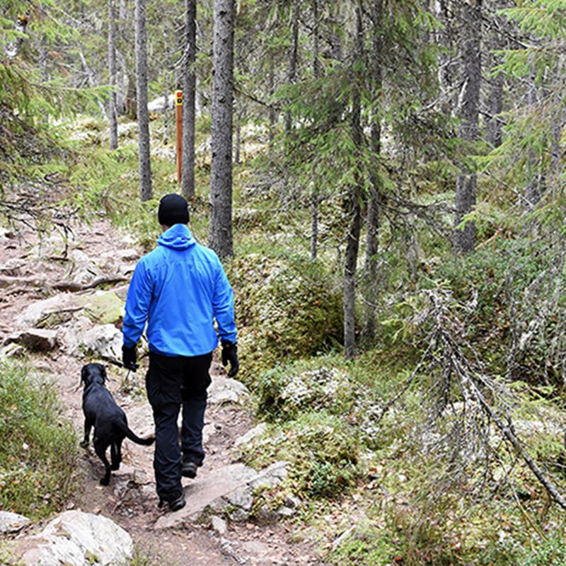 katinkulta-lenkillä-metsässä-squ.jpg
