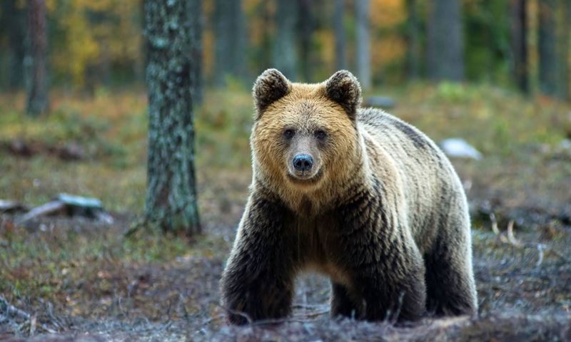 rukasafaris-bear-hor.jpg