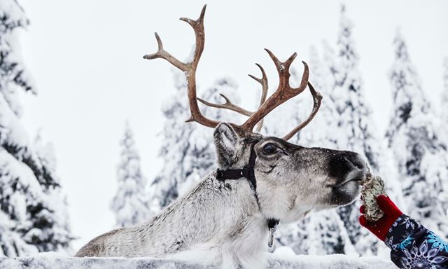 Visit a reindeer farm