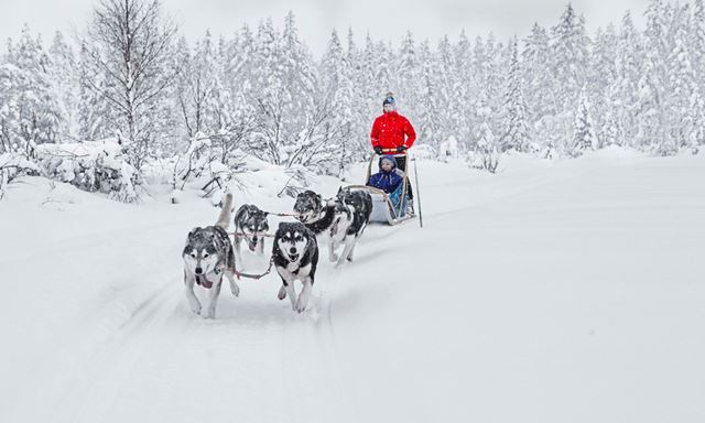 Snowmobile safaris, huskies and reindeers