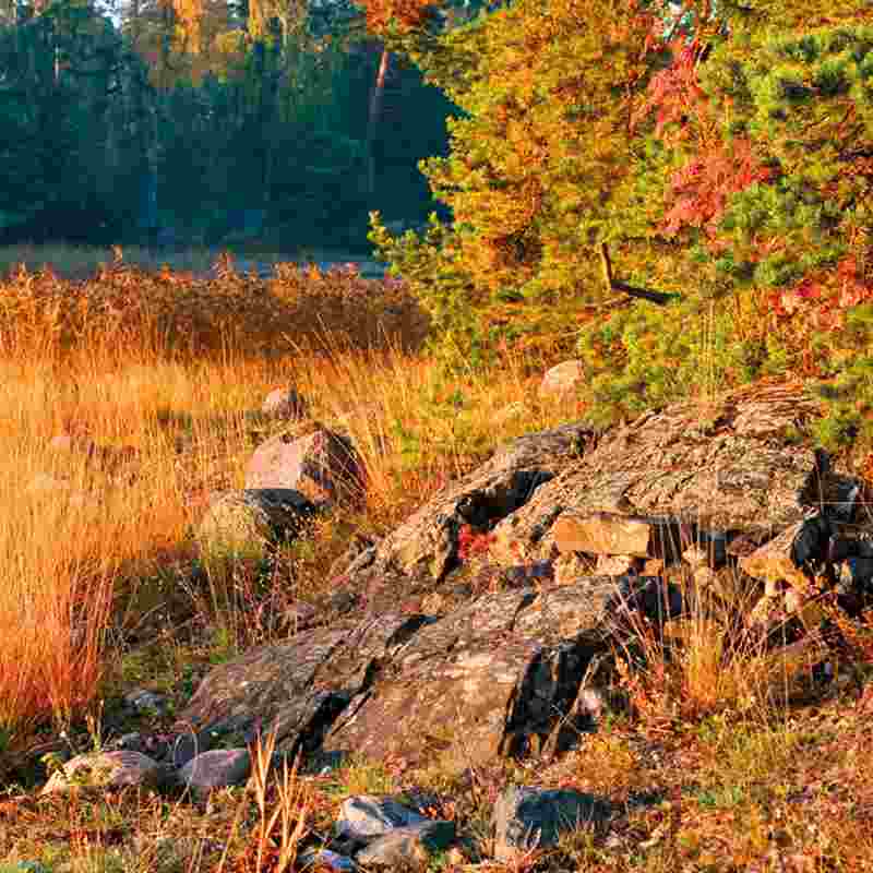 autumn-colors-general-squ.jpg