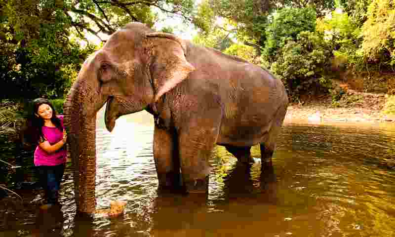 Mahindra-elephant-hor.jpg